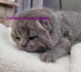 4 chatons british shorthair bleus LOOF élevage fami