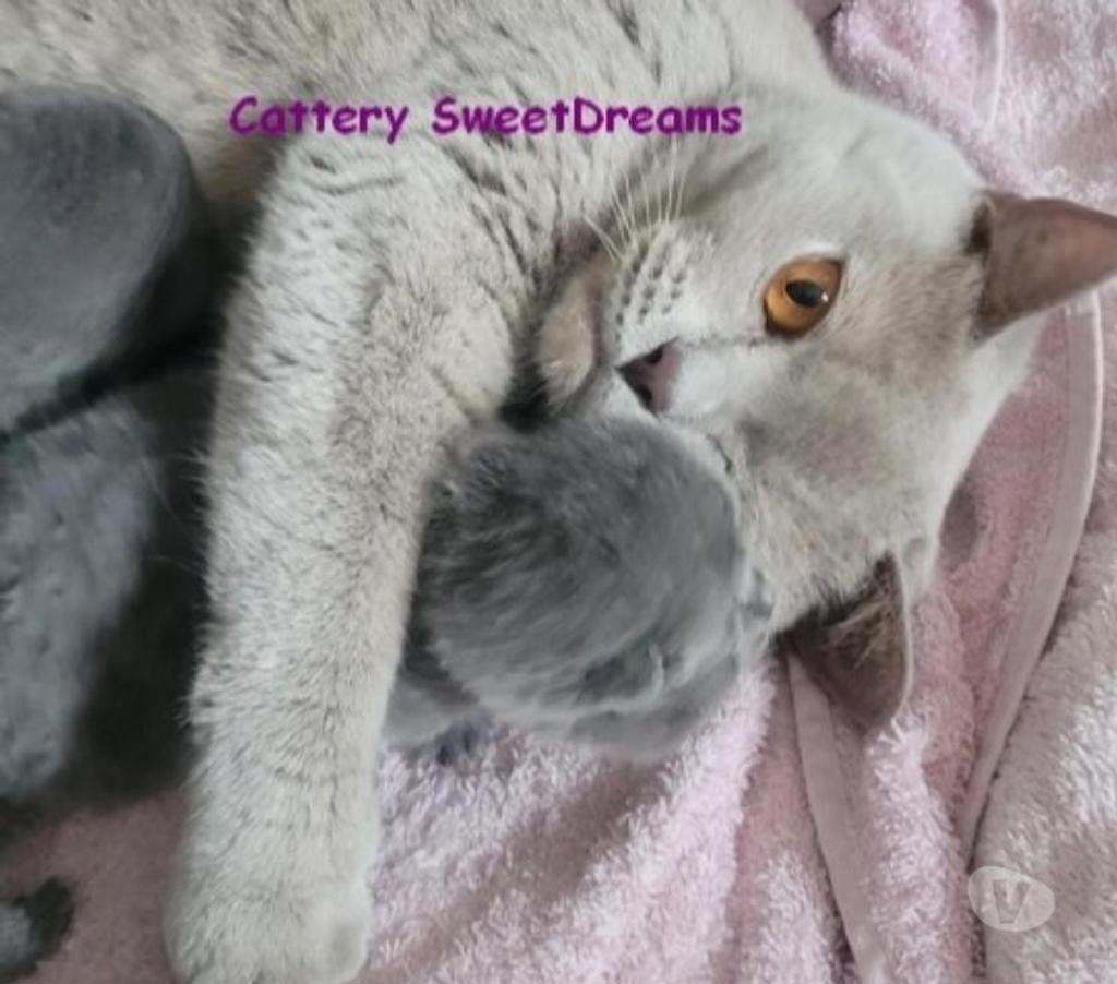 Vente Bas-Rhin Strasbourg - Photos Vivastreet 4 chatons british shorthair bleus LOOF élevage fami