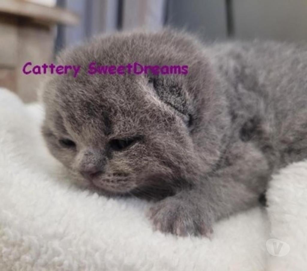Vente Bas-Rhin Strasbourg - Photos Vivastreet 4 chatons british shorthair bleus LOOF élevage fami