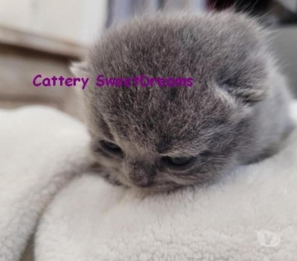 Vente Bas-Rhin Strasbourg - Photos Vivastreet 4 chatons british shorthair bleus LOOF élevage fami