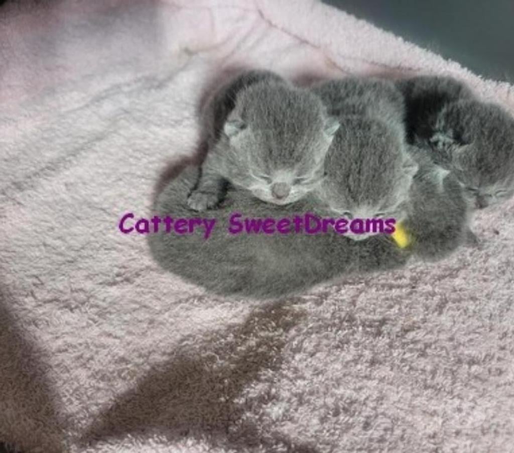 Vente Bas-Rhin Strasbourg - Photos Vivastreet 4 chatons british shorthair bleus LOOF élevage fami