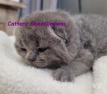 4 chatons british shorthair bleus LOOF élevage fami