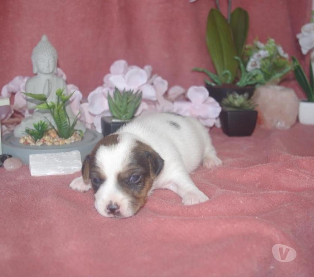 Vente Pas-de-Calais Ste Marie Kerque - 62370 - Photos Vivastreet adorables chiots jack russel