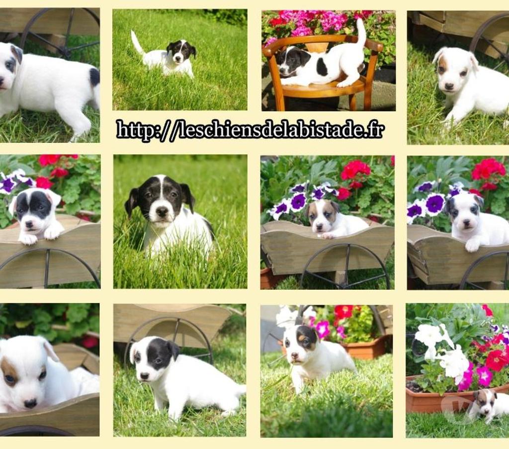 Vente Pas-de-Calais Ste Marie Kerque - 62370 - Photos Vivastreet adorables chiots jack russel
