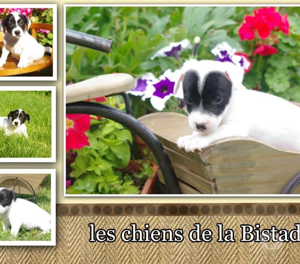 Vente Pas-de-Calais Ste Marie Kerque - 62370 - Photos Vivastreet adorables chiots jack russel