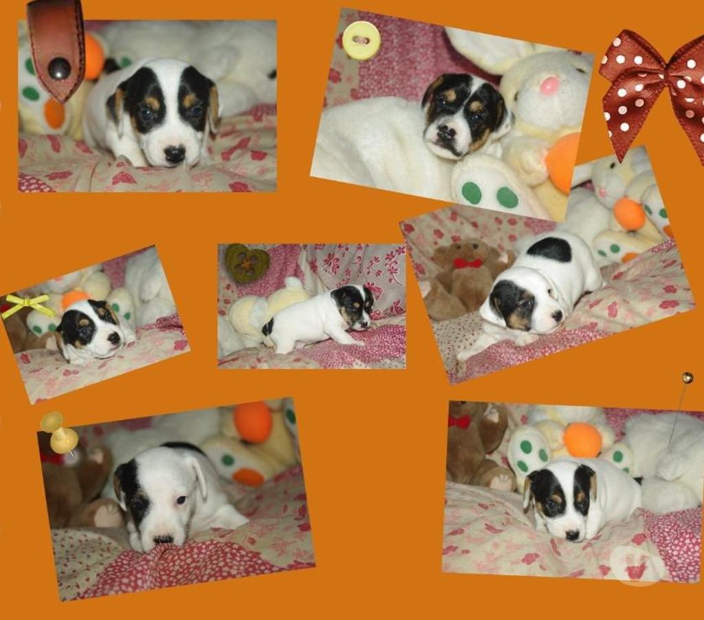 Vente Pas-de-Calais Ste Marie Kerque - 62370 - Photos Vivastreet adorables chiots jack russel