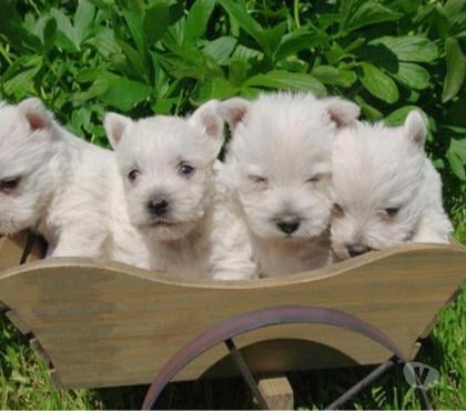 Vente animaux Ste Marie Kerque Pas-de-Calais - Photos Vivastreet adorables chiot westie