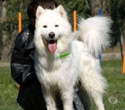 Adoption animaux Pranles Ardèche - Photos Vivastreet Chien ZOUZOU à l adoption