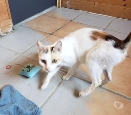 Adoption animaux Montchenu Drôme - Photos Vivastreet Chat ZELDA à l adoption