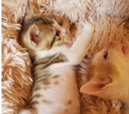 Adoption animaux Montchenu Drôme - Photos Vivastreet Chat ACHILLE à la réservation