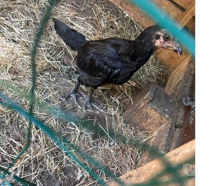 Vente animaux Chantonnay Vendée - Photos Vivastreet Coq, vietnamien, thaïlandais