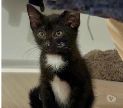 Don animaux Loriol sur Drome Drôme - Photos Vivastreet Chat GAO à l adoption