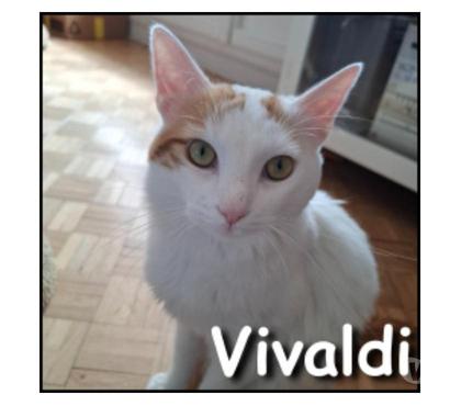 Don animaux Lyon Lyon - Photos Vivastreet VIVALDI, chat câlin et joueur
