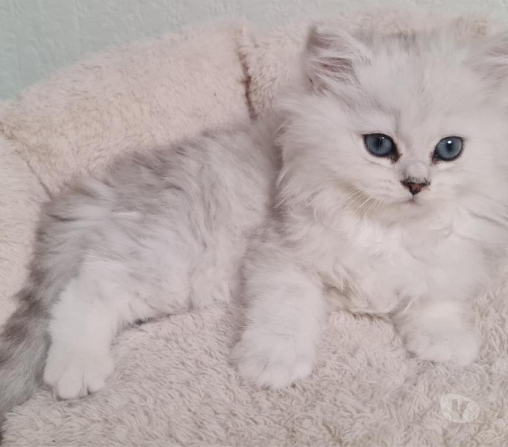 Vente Val-de-Marne Fontenay sous Bois - 94120 - Photos Vivastreet CHATONS PERSANS BLANC
