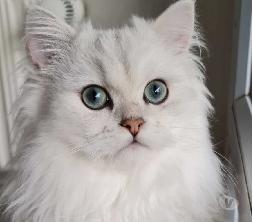 Vente Val-de-Marne Fontenay sous Bois - 94120 - Photos Vivastreet CHATONS PERSANS BLANC