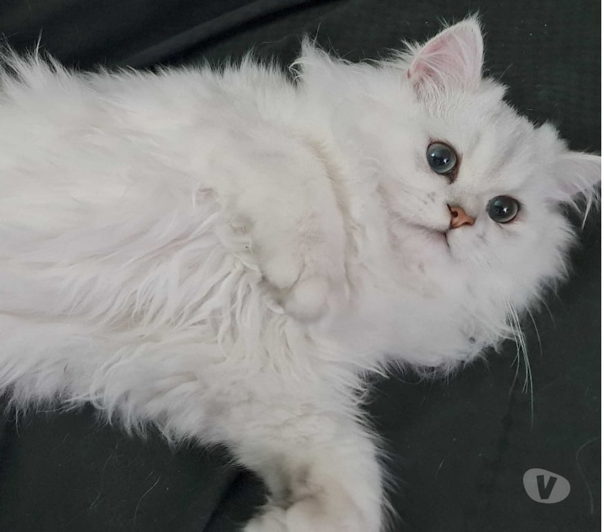 Vente Val-de-Marne Fontenay sous Bois - 94120 - Photos Vivastreet CHATONS PERSANS BLANC