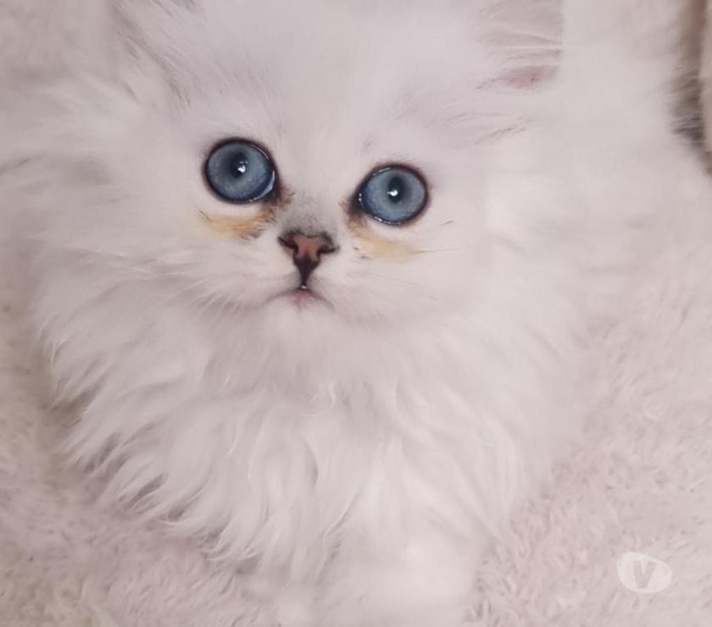 Vente Val-de-Marne Fontenay sous Bois - 94120 - Photos Vivastreet CHATONS PERSANS BLANC