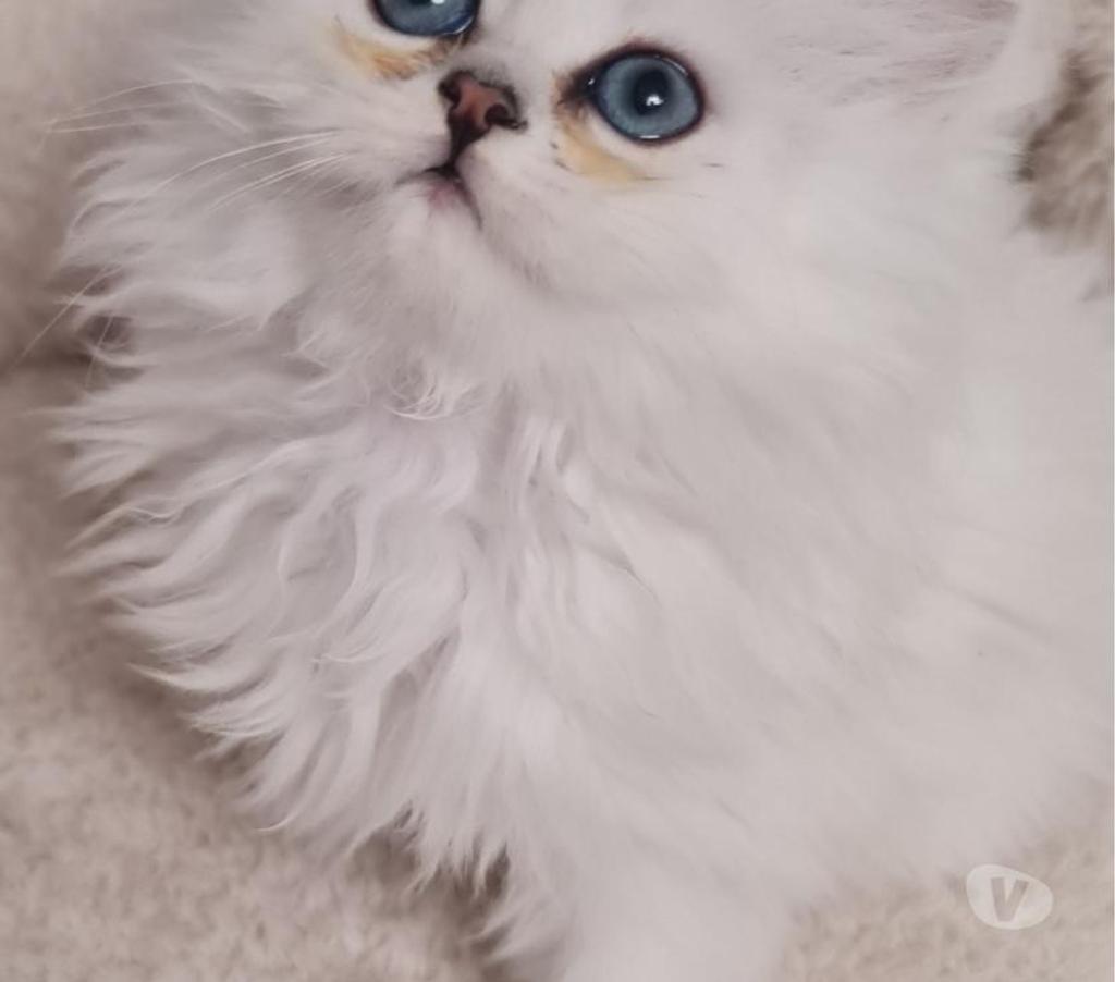 Vente Val-de-Marne Fontenay sous Bois - 94120 - Photos Vivastreet CHATONS PERSANS BLANC