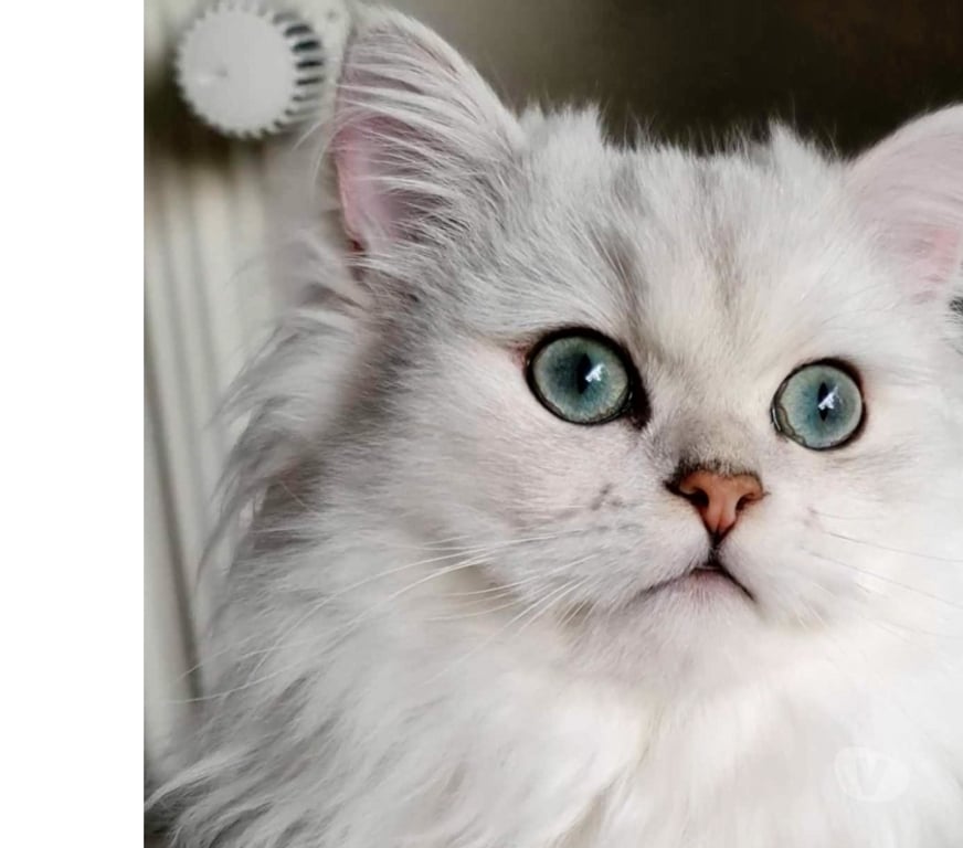 Vente Val-de-Marne Fontenay sous Bois - 94120 - Photos Vivastreet CHATONS PERSANS BLANC