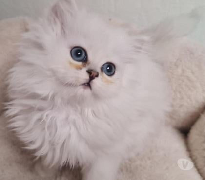 Vente animaux Fontenay sous Bois Val-de-Marne - Photos Vivastreet CHATONS PERSANS BLANC