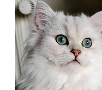 Vente animaux Fontenay sous Bois Val-de-Marne - Photos Vivastreet CHATONS PERSANS BLANC