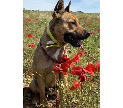 Don animaux Beziers Hérault - Photos Vivastreet OSLO, chien type berger labrador 3 ans non lof