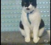 Amiens - Amiens — Chatte perdue depuis le 25 05 23