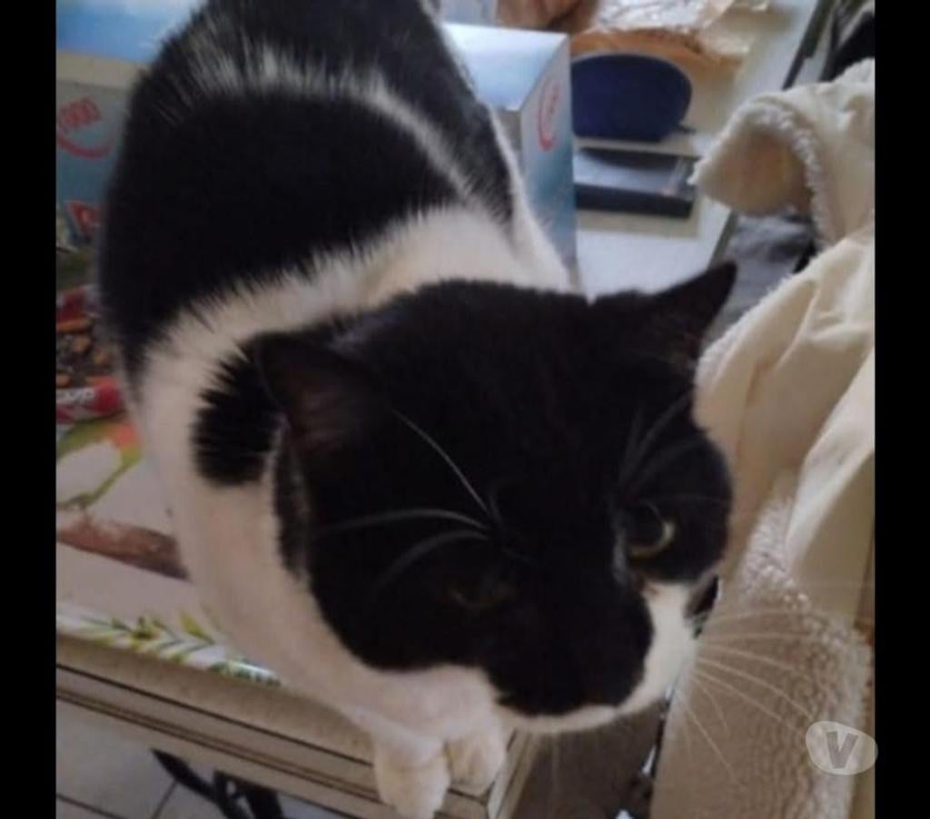 Animaux perdus Somme Amiens - Photos Vivastreet Chatte perdue depuis le 25 05 23