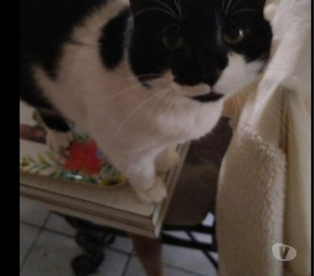 Animaux perdus Somme Amiens - Photos Vivastreet Chatte perdue depuis le 25 05 23