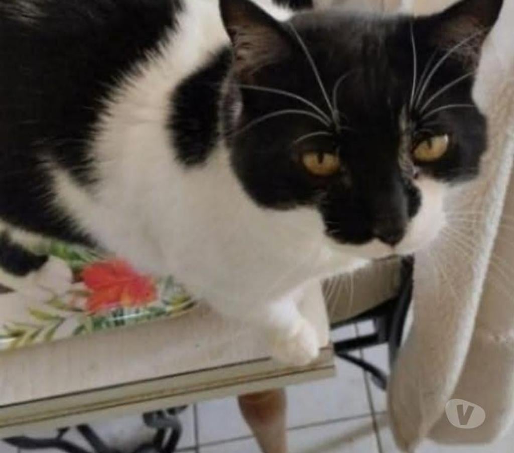 Animaux perdus Somme Amiens - Photos Vivastreet Chatte perdue depuis le 25 05 23