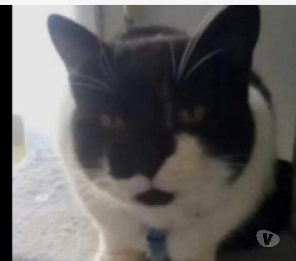 Animaux perdus Somme Amiens - Photos Vivastreet Chatte perdue depuis le 25 05 23