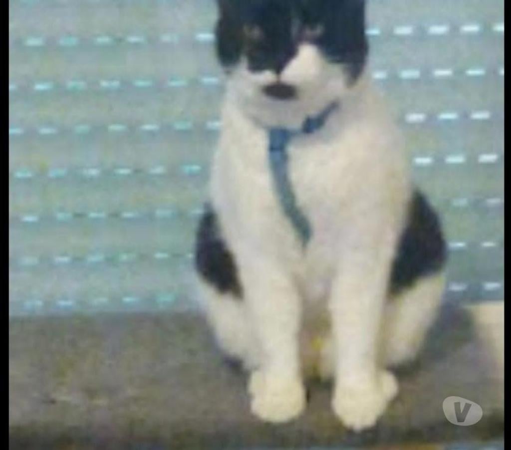 Animaux perdus Somme Amiens - Photos Vivastreet Chatte perdue depuis le 25 05 23