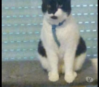 Animaux perdus Amiens Amiens - Photos Vivastreet Chatte perdue depuis le 25 05 23