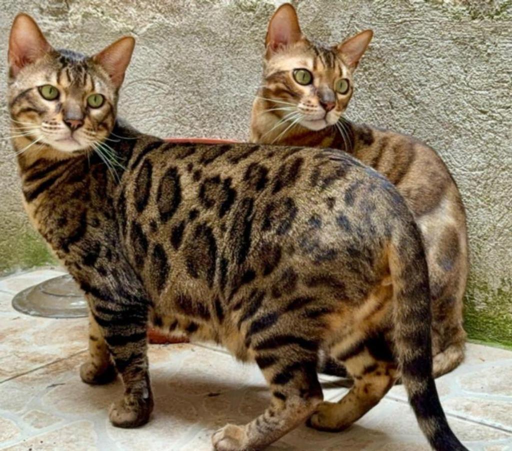 Don animaux Aude Carcassonne - Photos Vivastreet Frères chats bengale a adopter ensemble