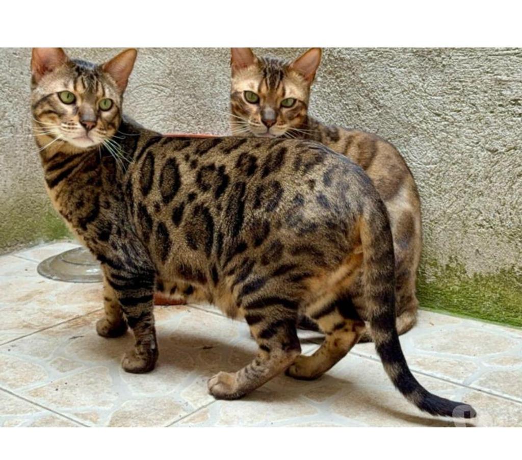 Don animaux Aude Carcassonne - Photos Vivastreet Frères chats bengale a adopter ensemble