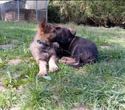 Vente Auxerre Yonne - Photos Vivastreet Berger Allemand à dos droit Lof