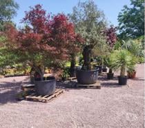 Photos Vivastreet Nouveau arrivage de plantes au jardin du lavoir