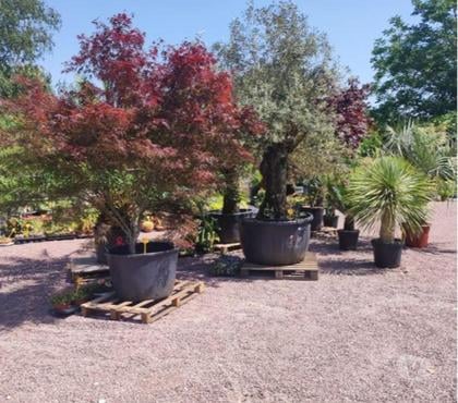  St Yrieix sur Charente Charente - Photos Vivastreet Nouveau arrivage de plantes au jardin du lavoir