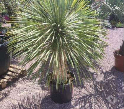  St Yrieix sur Charente Charente - Photos Vivastreet Yucca rostrata 100 125 cm au jardin du lavoir
