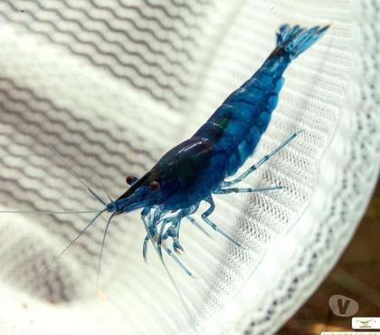 Vente animaux Bayeux Calvados - Photos Vivastreet Crevettes Blue Diamond