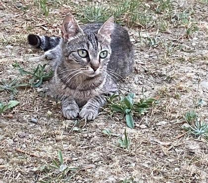 Don animaux Carcassonne Carcassonne - Photos Vivastreet Sassy adorable chatte tigrée 1 an cherche famille