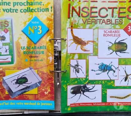 Collections Toulouse Toulouse - Photos Vivastreet Insecte véritable --nos amis les insectes