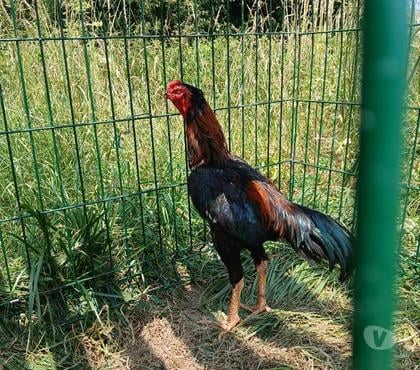 Vente animaux Angers Angers - Photos Vivastreet coq espagnol et viette