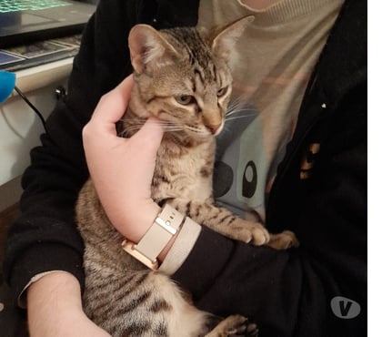 Vente Bois de Cene Vendée - Photos Vivastreet Miel chatonne femelle