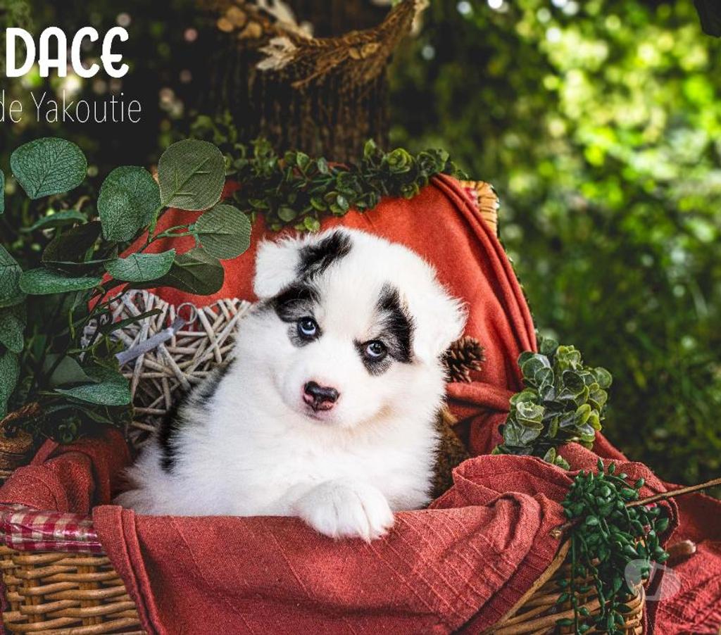 Vente Pyrénées-Orientales Canohes - 66680 - Photos Vivastreet Chiots Laïka de Iakoutie