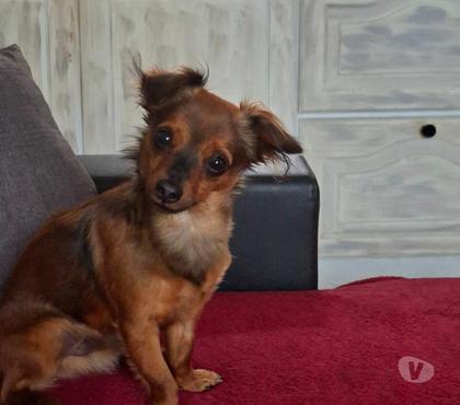 Services, accessoires animaux Agde Hérault - Photos Vivastreet garde pour animaux