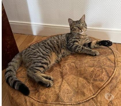 Don animaux Colombes Hauts-de-Seine - Photos Vivastreet Emilion un compagnon à 4 pattes idéal