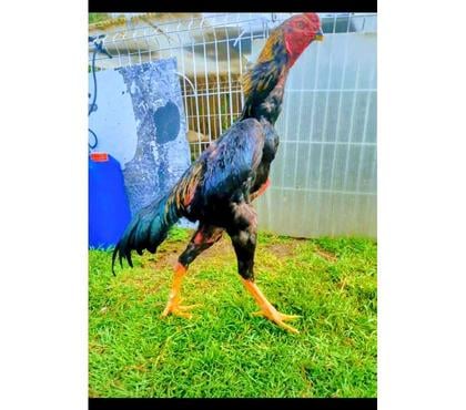 Vente animaux Guingamp Côtes-d'Armor - Photos Vivastreet Coq grande race