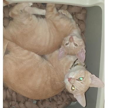 Adoption animaux Pessac Gironde - Photos Vivastreet Petit chaton roux 🐈