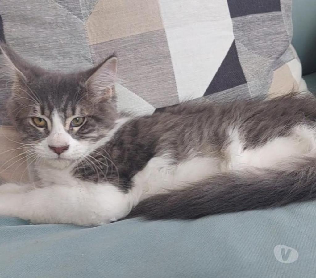 Vente Var Toulon - Photos Vivastreet chaton Maine Coon LOOF femelle